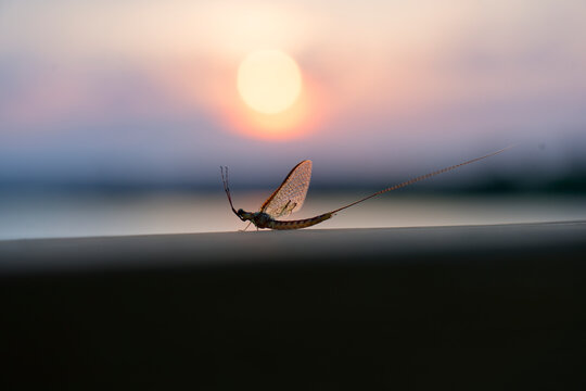 mayfly on fence rail at sunset