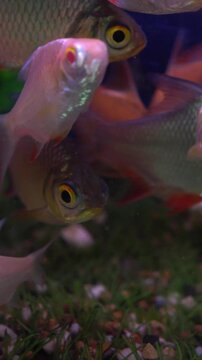 Schwanefeld (Barbonymus schwanefeldii) in aquarium