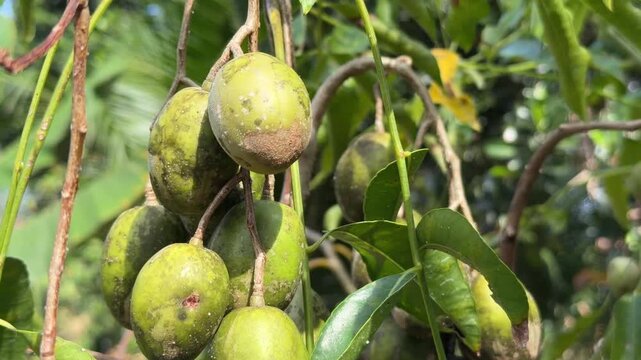 A tight cluster of June plum develops along a branch covered with healthy foliage in a managed tropical plantation area. Crop production.