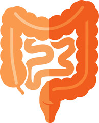 Stylized illustration of human digestive system anatomy