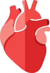 Human heart anatomy illustration in vibrant red