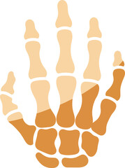 Stylized Human Hand Skeleton Bones Anatomy Minimal Vector