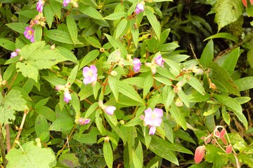 Obraz premium Pink Melastoma Affine Wildflower in Annapurna Region Nepal Himalaya Annapurna Trek Flora