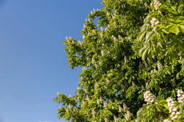 Fototapeta premium green chestnut foliage with white beautiful flowers in the spring season in the park with deciduous trees, beautiful flowers and green foliage in the warm spring season