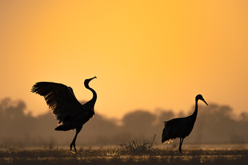 Two Sarus Cranes in silhouette during golden sunrise at Keoladeo National Park as one performs a courtship dance in misty wetlands, creating a dramatic wildlife scene in Bharatpur's bird sanctuary © Rohit Beniwal