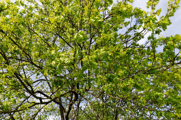 Fototapeta premium the first green foliage on trees in the spring season during the flowering of the maple tree, a large number of green foliage and green flowers on the branches of the tree in warm spring weather