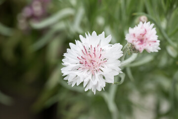 Fototapeta premium Beautiful cornflower (centaurea cyanus) in garden.