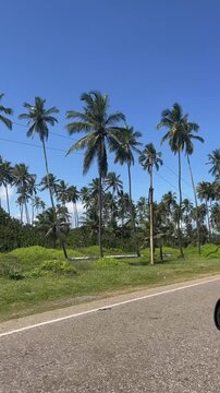Tropical Coastal Road with Palm Trees in Tucacas Venezuela