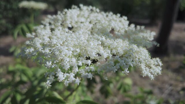 White American black elderberry (Sambucus canadensis) swaying in the wind