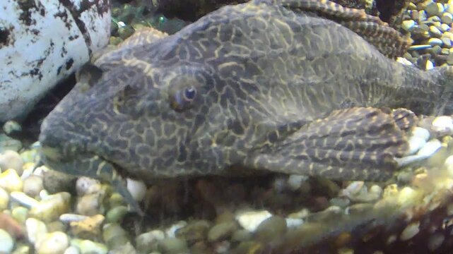 tropical fish in aquarium