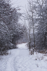 A narrow footpath leads through a snow-covered winter forest and park area