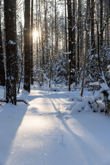 Fototapeta premium mixed forest with tall pines in a forest with snow and large white snowdrifts in nature after snowfalls, white bright and crisp snow in a coniferous forest with tall old pine trees
