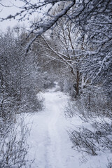 A narrow footpath leads through a snow-covered winter forest and park area