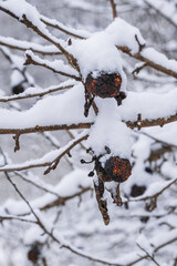Rotten, dark apples still hanging on a tree branch, now covered with a thick layer of fresh white snow
