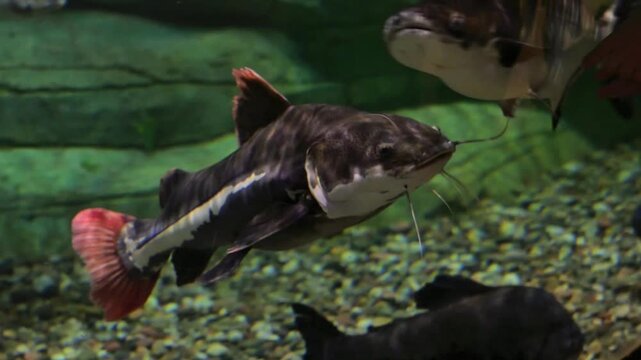 Wels Catfish Underwater Swimming in Freshwater River. Silurus glanis. Large European catfish moving in clear water, natural wildlife scene. Big predatory fish in wild aquatic ecosystem.