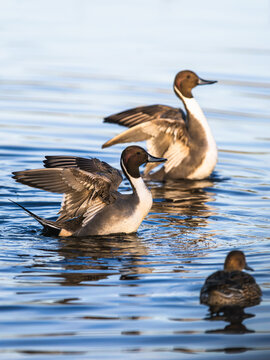Northern Pintail, Anas acuta, birds on marshes
