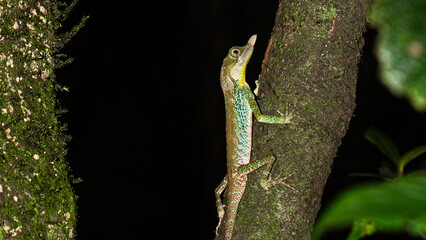 Ceratophora tennentii G nther and Gray, 1861 (Leafnose lizard)