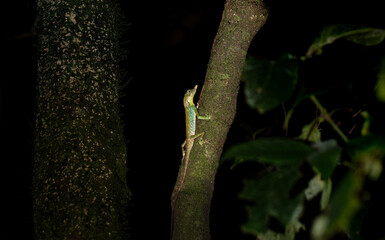 Ceratophora tennentii G nther and Gray, 1861 (Leafnose lizard)