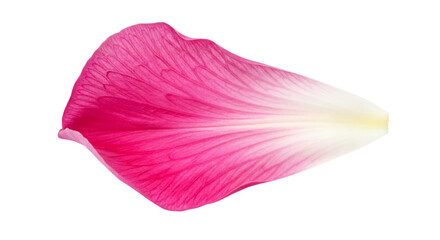 Pink flower petal isolated on transparent background, floral design, nature element