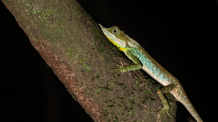 Fototapeta premium Ceratophora tennentii G nther and Gray, 1861 (Leafnose lizard)