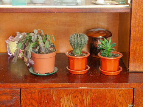 Potted cacti on a shelf in a room. Home decor. Indoor flowers.