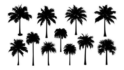 palm silhouttes
