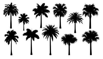 palm silhouttes
