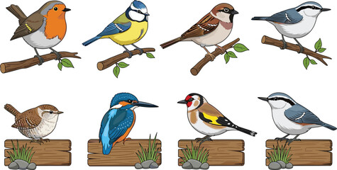 Set of realistic garden bird vector icons including robin kingfisher and blue tit perched on branches and wooden signs for nature education design. © Hosneara