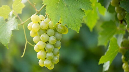 Ripe green grapes hanging from vine branch
