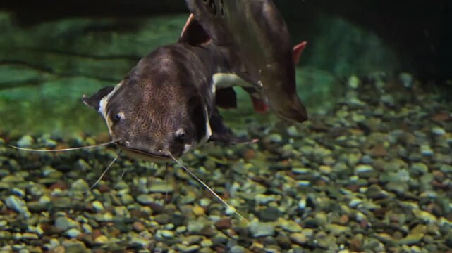 Wels Catfish Underwater Swimming in Freshwater River. Silurus glanis. Large European catfish moving in clear water, natural wildlife scene. Big predatory fish in wild aquatic ecosystem.