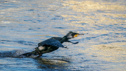 Obraz premium Takeoff of a cormorant on the Rhône River
