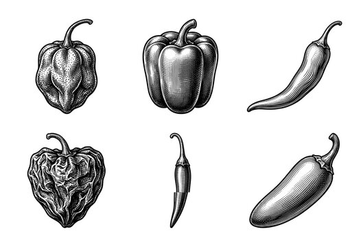 Vintage engraving style collection of various pepper varieties including bell chili habanero and jalapeno isolated on white