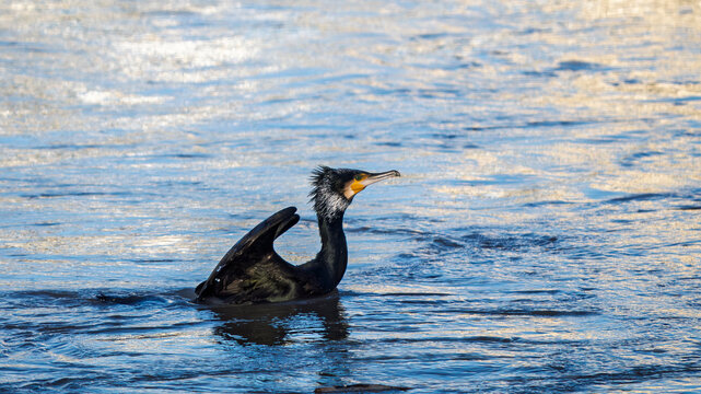 Takeoff of a cormorant on the Rh&ocirc;ne River