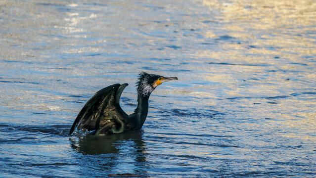Takeoff of a cormorant on the Rh&ocirc;ne River
