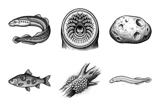 Vintage engraving collection of lamprey anatomy and life cycle featuring parasitic mouth detail, host fish, egg clusters, and larval stages in woodcut style.