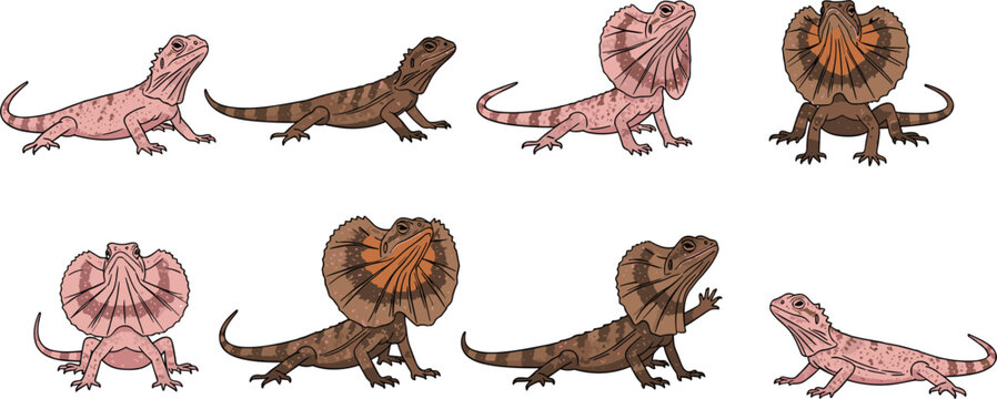 Collection of Australian frilled neck lizard vector illustrations in various poses with open and closed frills isolated on white background for wildlife design.