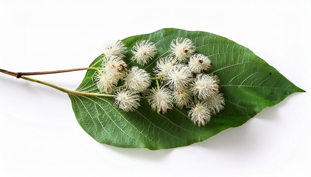 white background with isolated abrus precatorius seed pods white gunja foliage