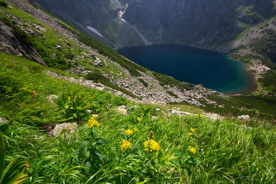 View of a deep blue lake nestled amongst rocky slopes and vibrant green vegetation, with yellow wildflowers adding a splash of color, Zabie Bielovodske pleso, Vysoke Tatry, Slovakia.