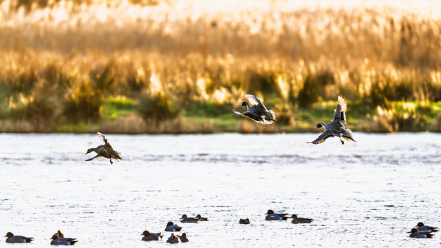 Northern Pintail, Anas acuta, birds on marshes