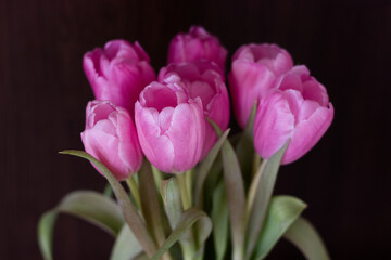 Obraz premium Close up pink tulips on dark background