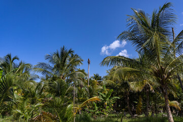 Obraz premium Tropical landscape of the Venezuelan Caribbean
