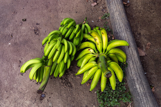 Taste of the Tropics: Traditional Venezuelan Coastal Cuisine
