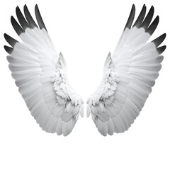 Obraz premium Angelic white feathered wings spread with darker feather tips on a bright, clean, white backdrop