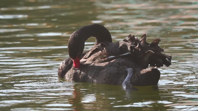 Black Swan preening feathers on calm water surface in native habitat range slow-motion