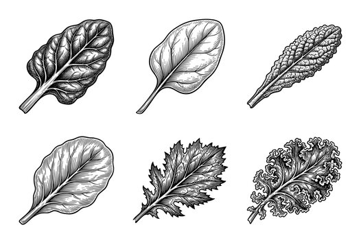 Collection of hand drawn engraving style leafy green vegetables including kale spinach and chard on a white background