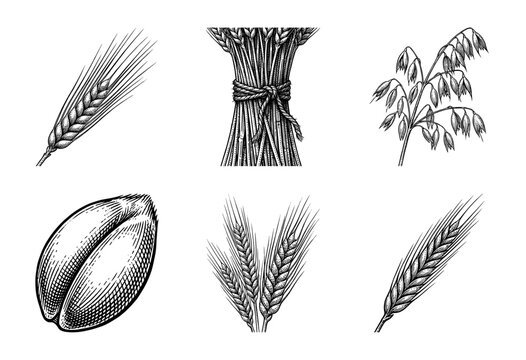 Vintage engraving collection of cereal grain stalks including wheat barley oats and rye ears with a single seed kernel in woodcut style