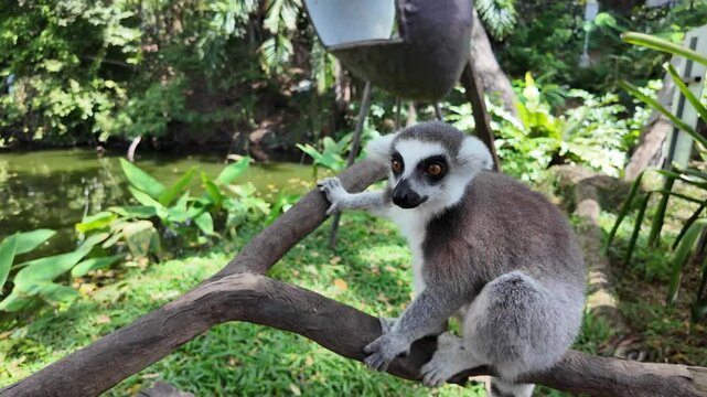 ring-tailed lemur sitting on tree branch in tropical garden setting