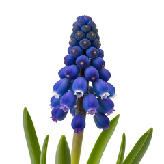 Blue muscari flower with green leaves isolated on a transparent background