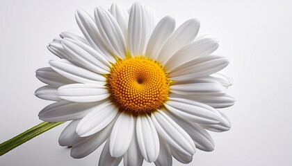 Naklejka premium white daisy flower with yellow center on isolated background