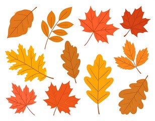Obraz premium Assorted stylized autumn leaves in shades of red, orange, and yellow on a white background, presented as vector graphics